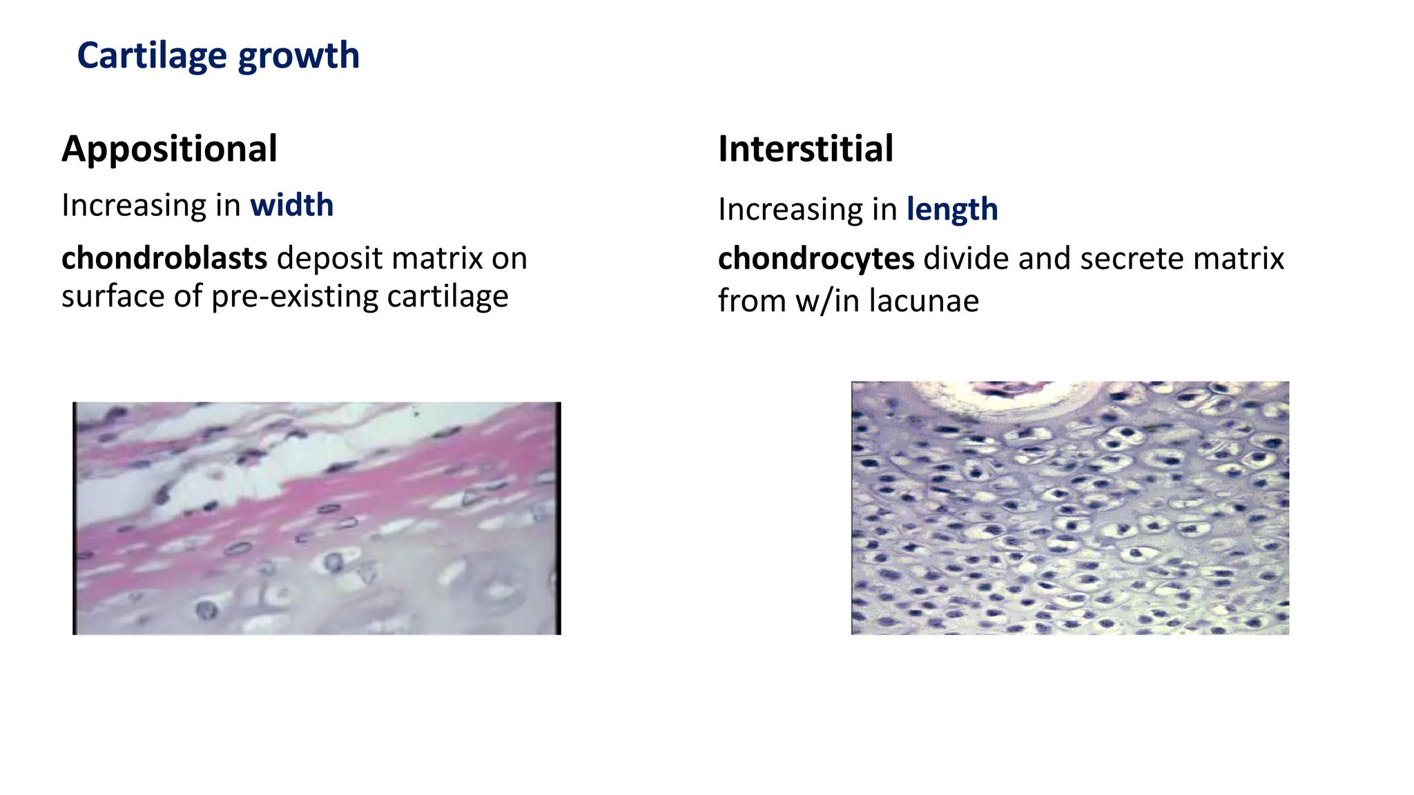 Appositional
Increasing in width
chondroblasts deposit matrix on
surface of pre-existing cartilage
Cartilage growth
Interstitial
Increasing in length
chondrocytes divide and secrete matrix
from w/in lacunae
 