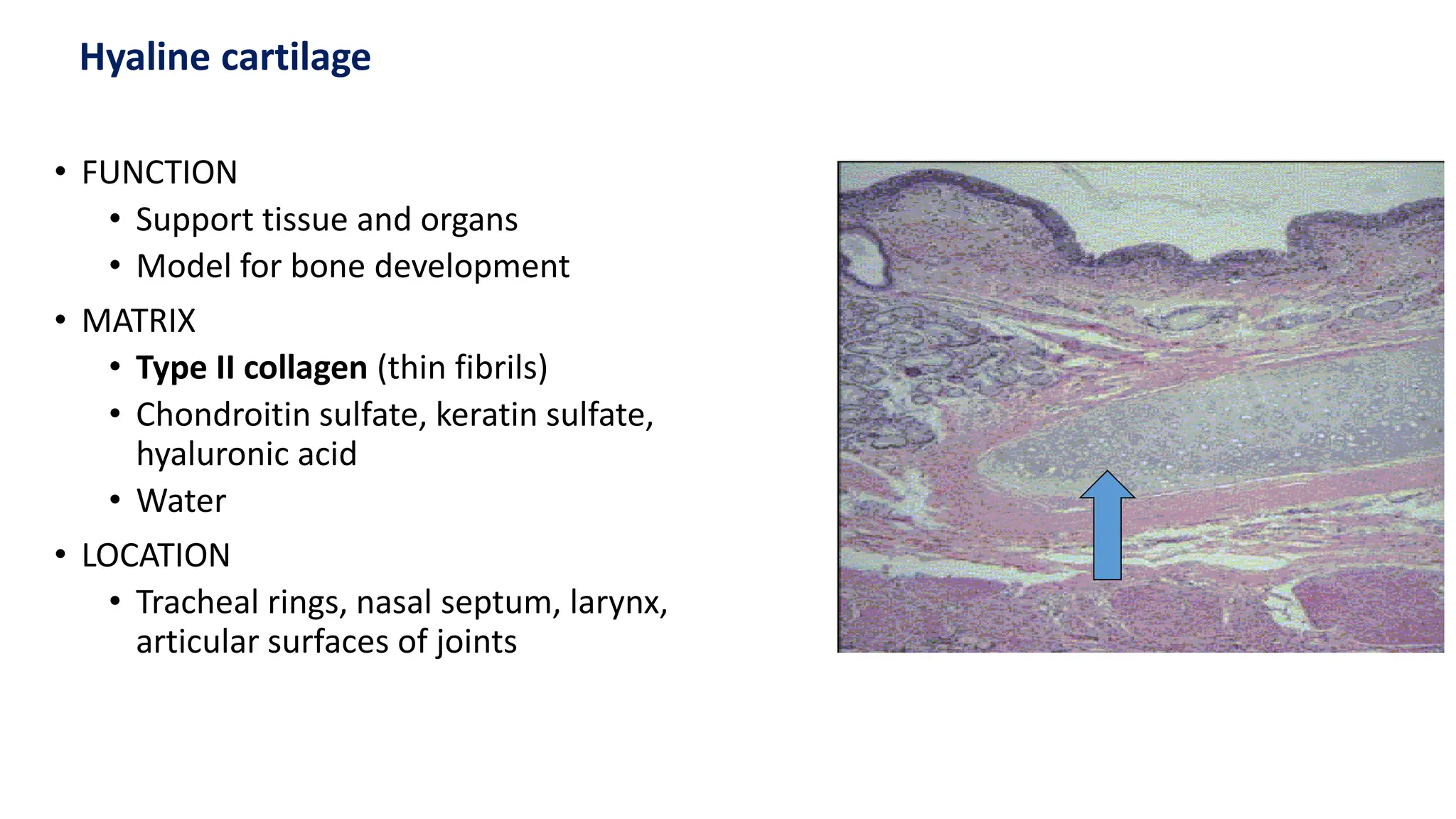 • FUNCTION
• Support tissue and organs
• Model for bone development
• MATRIX
• Type II collagen (thin fibrils)
• Chondroitin sulfate, keratin sulfate,
hyaluronic acid
• Water
• LOCATION
• Tracheal rings, nasal septum, larynx,
articular surfaces of joints
Hyaline cartilage
 