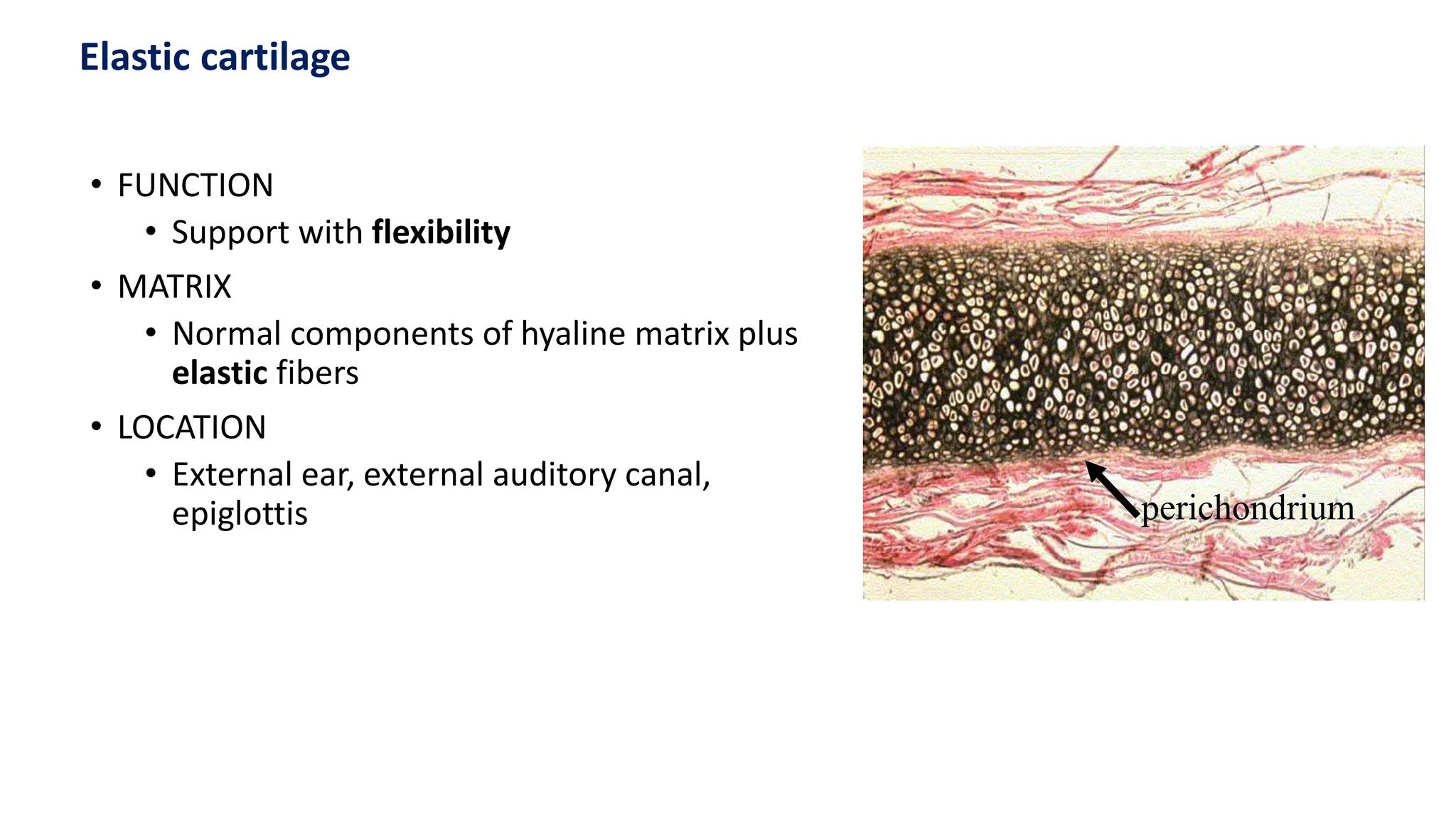 • FUNCTION
• Support with flexibility
• MATRIX
• Normal components of hyaline matrix plus
elastic fibers
• LOCATION
• External ear, external auditory canal,
epiglottis perichondrium
Elastic cartilage
 