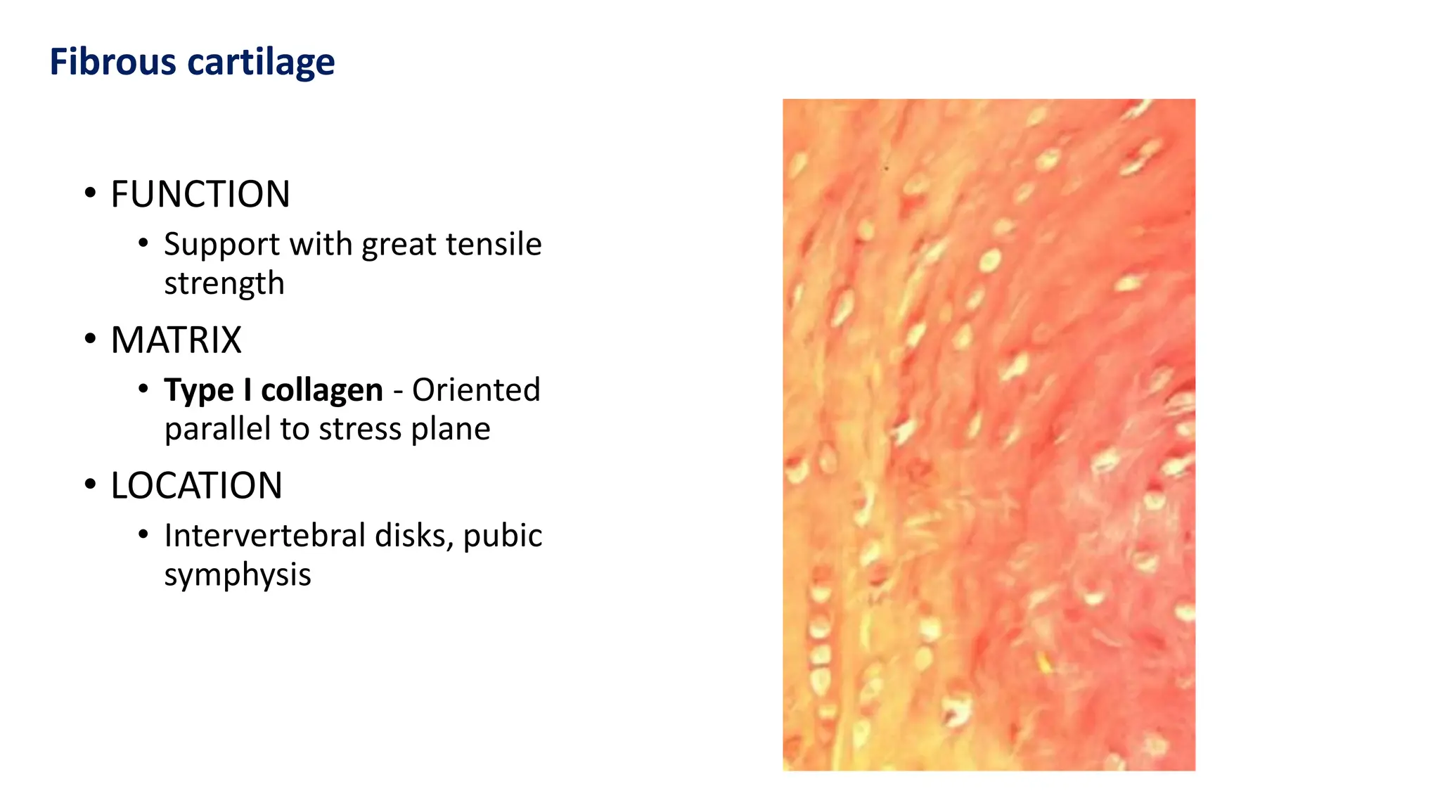 • FUNCTION
• Support with great tensile
strength
• MATRIX
• Type I collagen - Oriented
parallel to stress plane
• LOCATION
• Intervertebral disks, pubic
symphysis
Fibrous cartilage
 