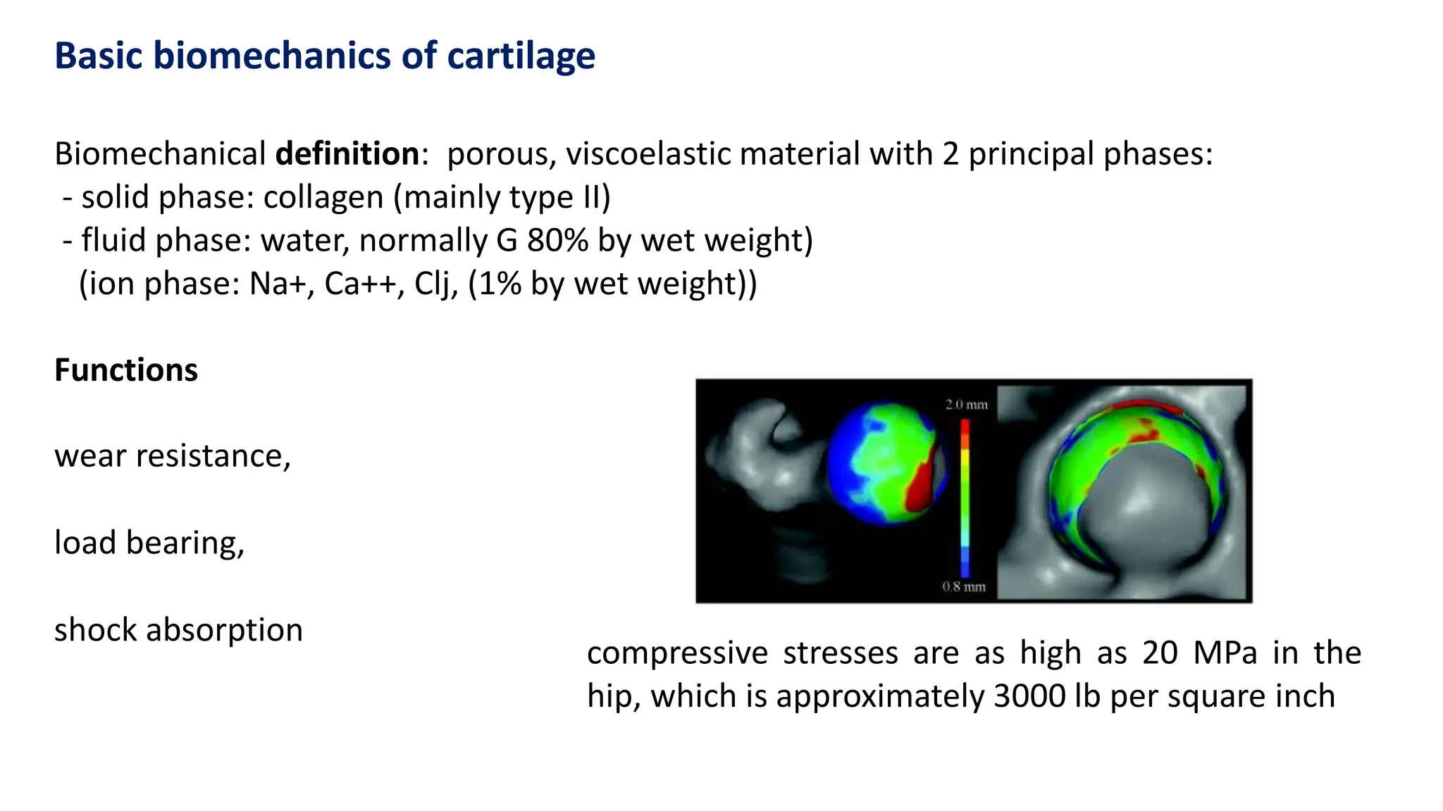 Biomechanical definition: porous, viscoelastic material with 2 principal phases:
- solid phase: collagen (mainly type II)
- fluid phase: water, normally G 80% by wet weight)
(ion phase: Na+, Ca++, Clj, (1% by wet weight))
Functions
wear resistance,
load bearing,
shock absorption
Basic biomechanics of cartilage
compressive stresses are as high as 20 MPa in the
hip, which is approximately 3000 lb per square inch
 