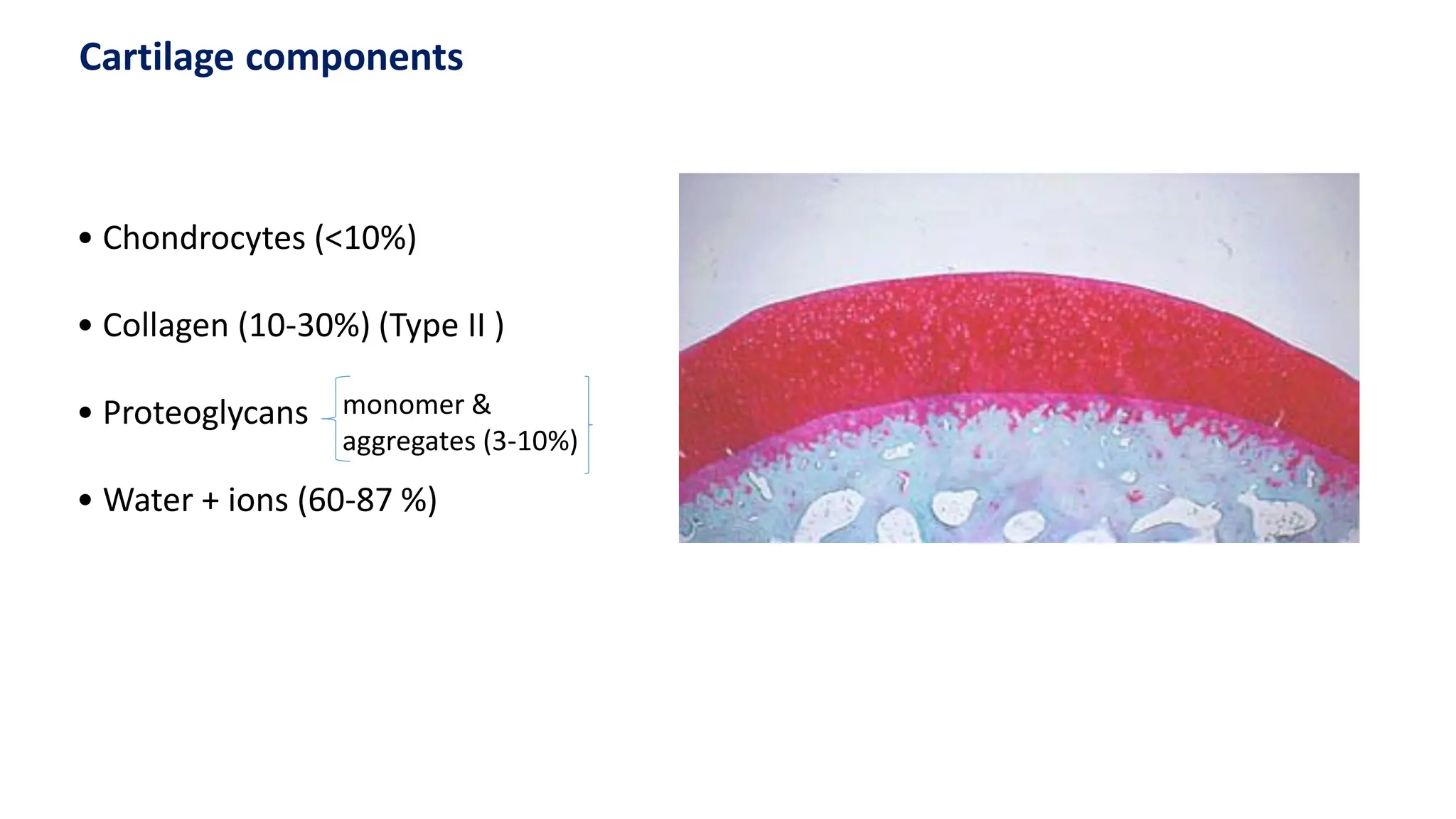 • Chondrocytes (<10%)
• Collagen (10-30%) (Type II )
• Proteoglycans
• Water + ions (60-87 %)
Cartilage components
monomer &
aggregates (3-10%)
 