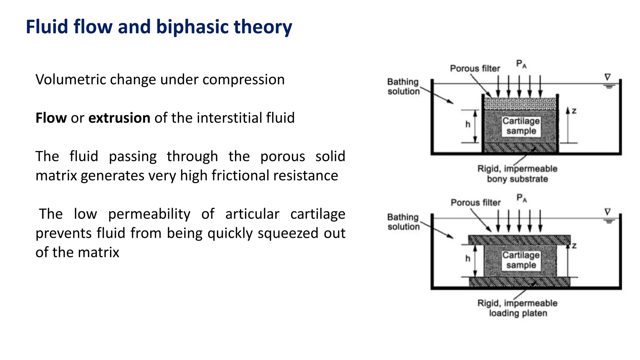 Fluid flow and biphasic theory
Volumetric change under compression
Flow or extrusion of the interstitial fluid
The fluid passing through the porous solid
matrix generates very high frictional resistance
The low permeability of articular cartilage
prevents fluid from being quickly squeezed out
of the matrix
 