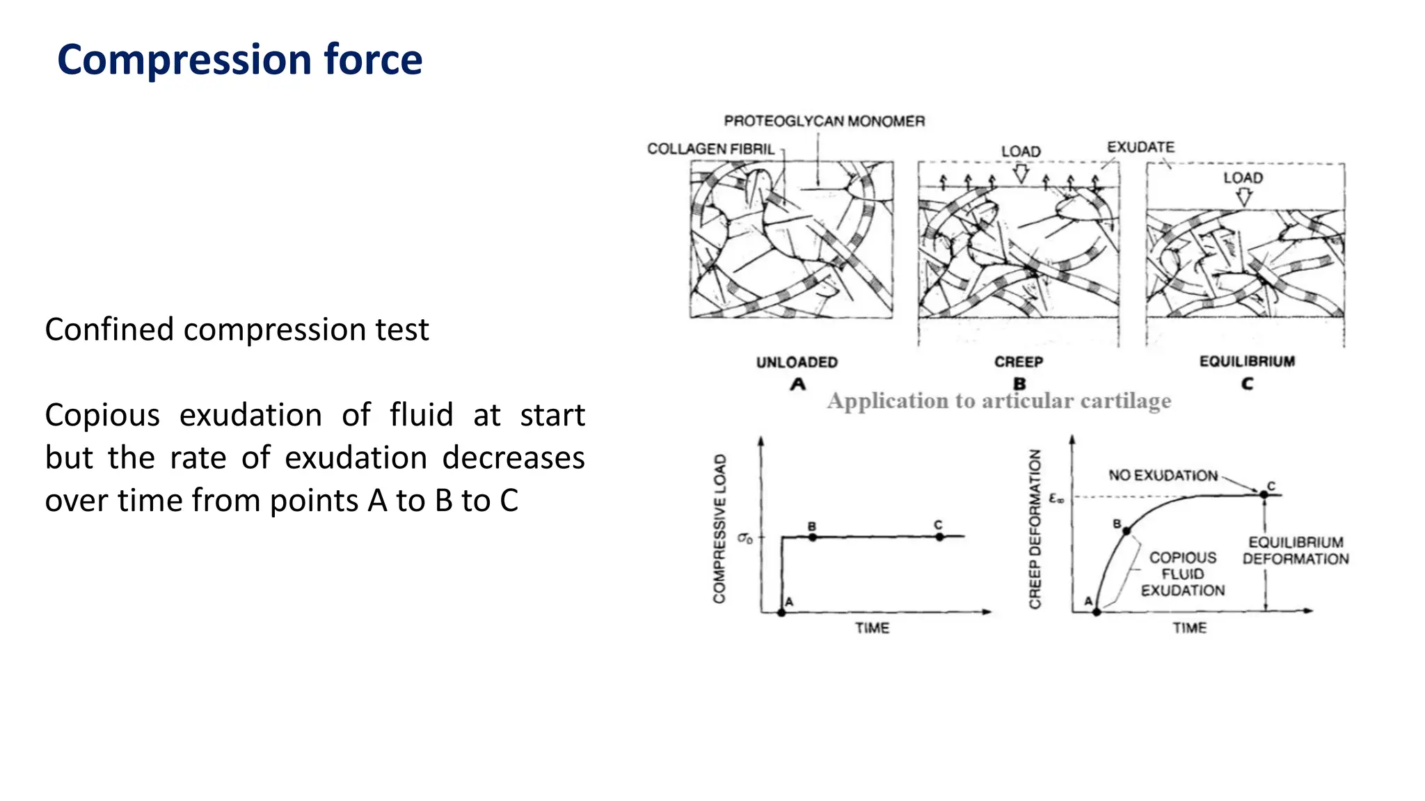 Confined compression test
Copious exudation of fluid at start
but the rate of exudation decreases
over time from points A to B to C
Compression force
 