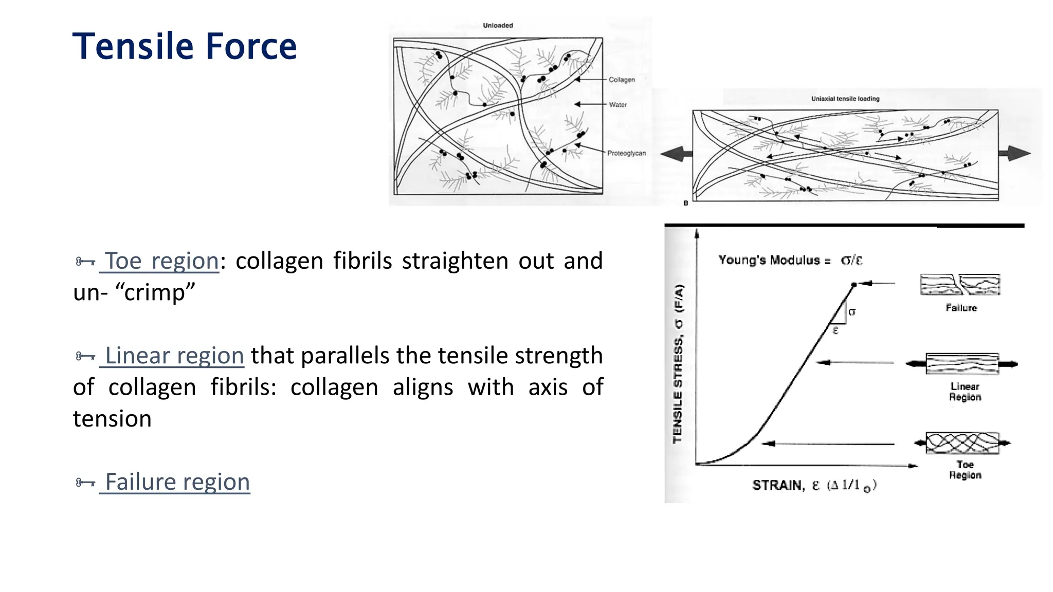 Tensile Force
 Toe region: collagen fibrils straighten out and
un- “crimp”
 Linear region that parallels the tensile strength
of collagen fibrils: collagen aligns with axis of
tension
 Failure region
 