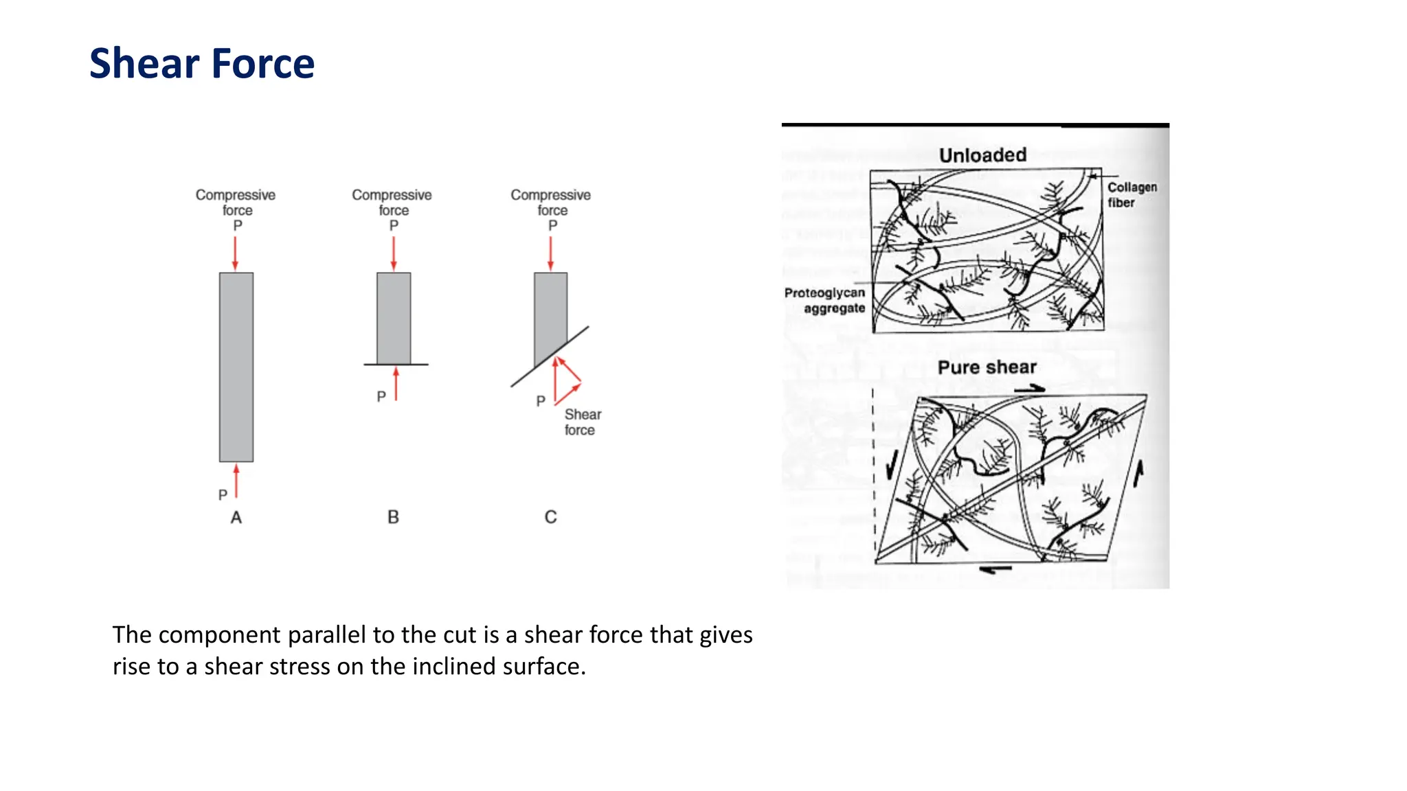 Shear Force
The component parallel to the cut is a shear force that gives
rise to a shear stress on the inclined surface.
 
