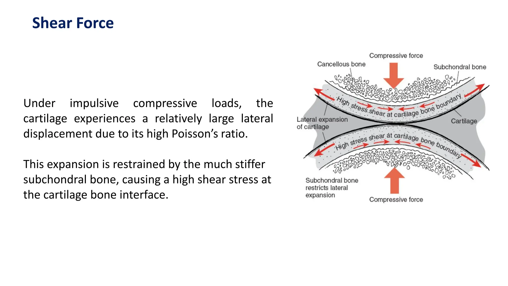 Under impulsive compressive loads, the
cartilage experiences a relatively large lateral
displacement due to its high Poisson’s ratio.
This expansion is restrained by the much stiffer
subchondral bone, causing a high shear stress at
the cartilage bone interface.
Shear Force
 