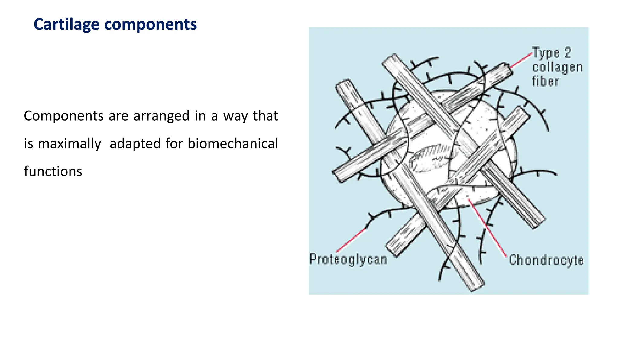 Components are arranged in a way that
is maximally adapted for biomechanical
functions
Cartilage components
 