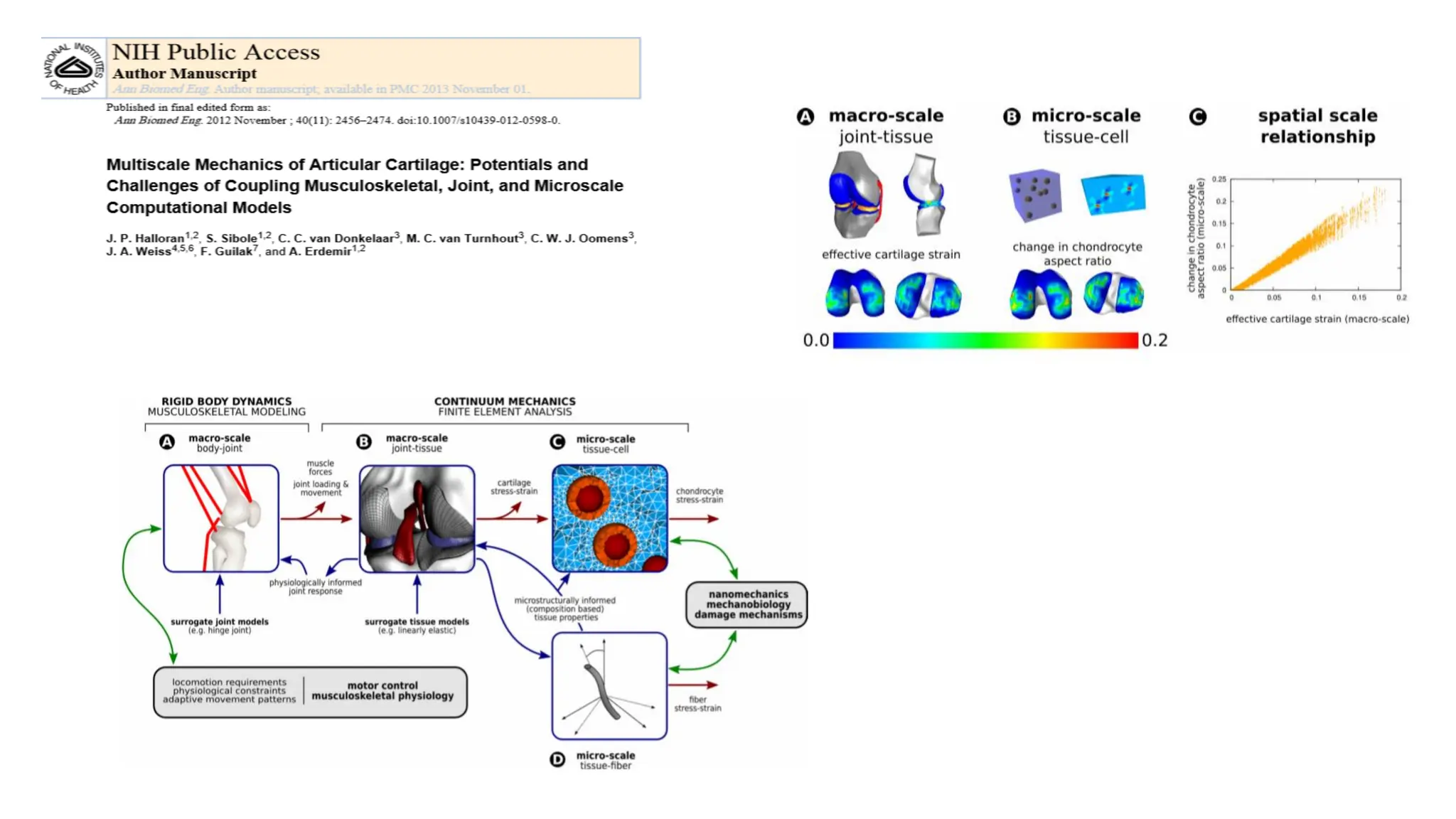 Structure & biomechns of articular cartilage