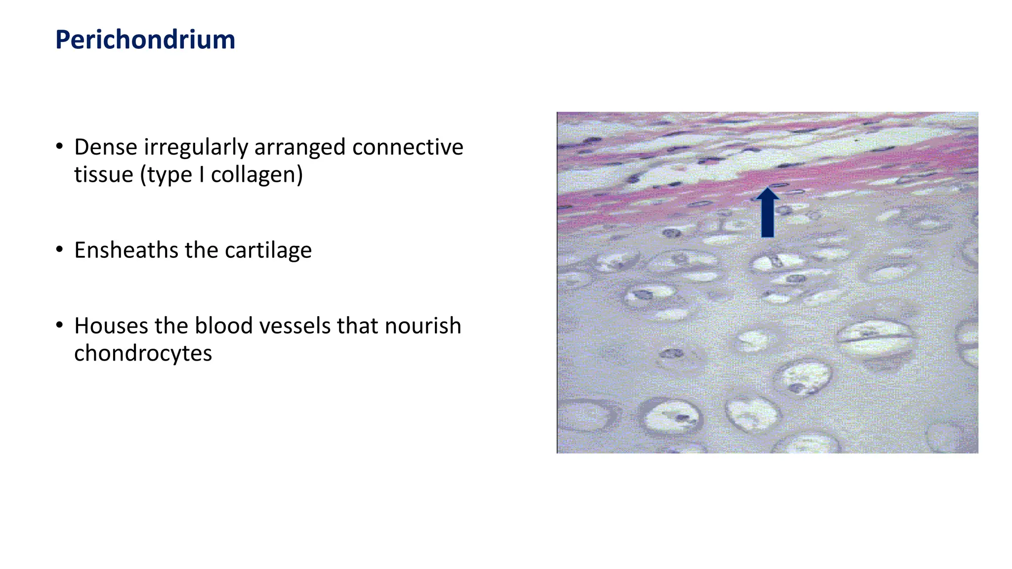 • Dense irregularly arranged connective
tissue (type I collagen)
• Ensheaths the cartilage
• Houses the blood vessels that nourish
chondrocytes
Perichondrium
 