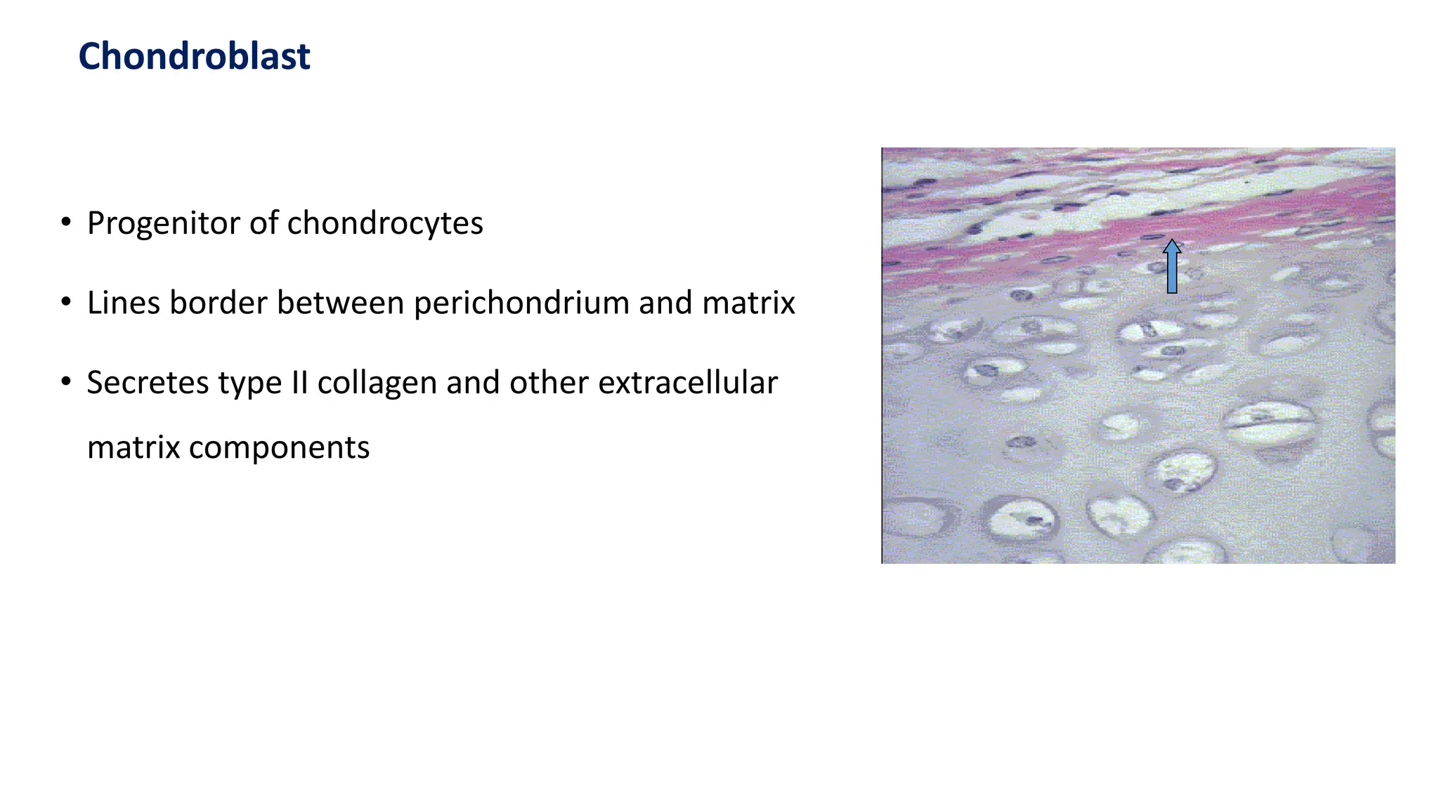 • Progenitor of chondrocytes
• Lines border between perichondrium and matrix
• Secretes type II collagen and other extracellular
matrix components
Chondroblast
 