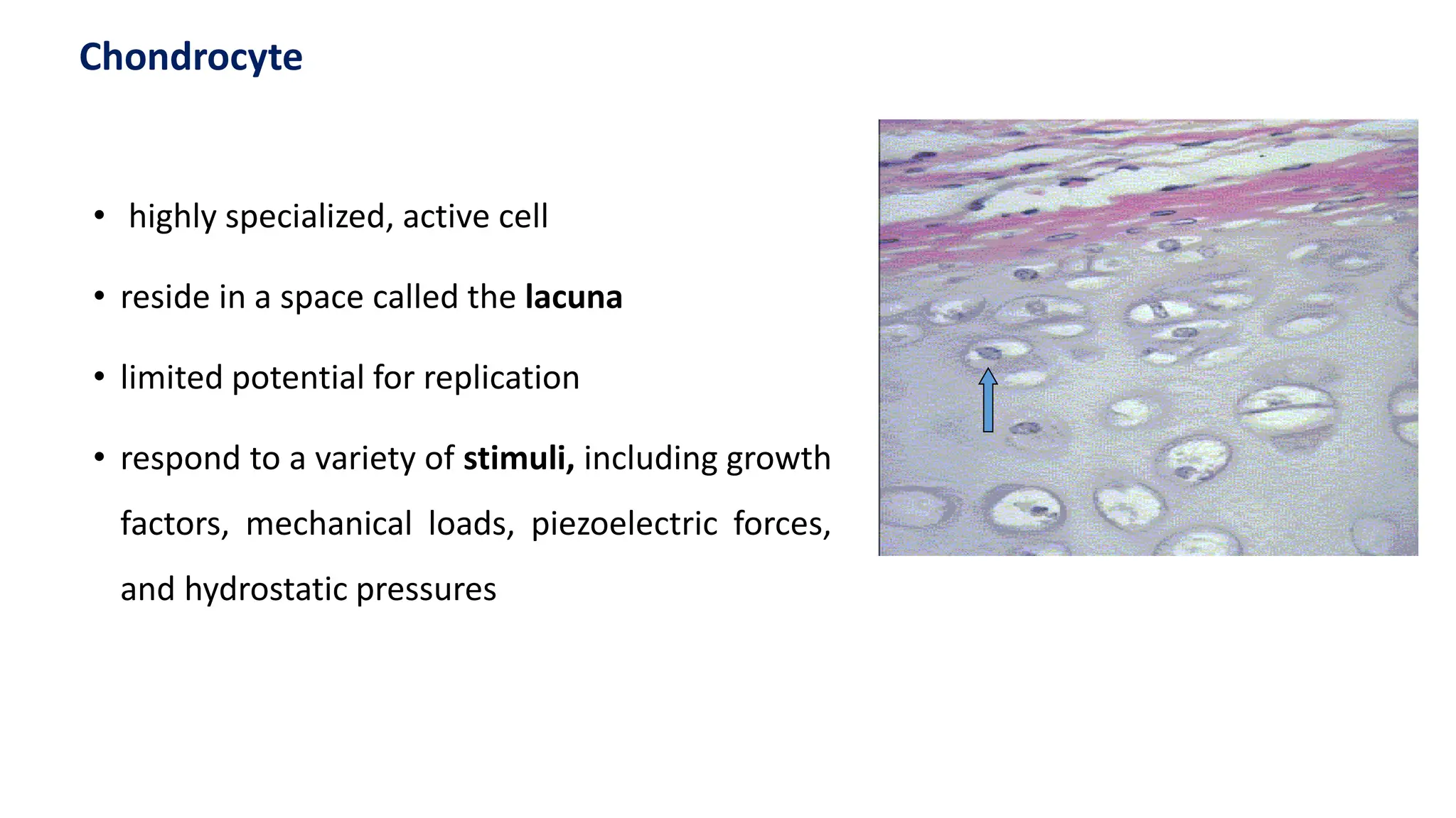 • highly specialized, active cell
• reside in a space called the lacuna
• limited potential for replication
• respond to a variety of stimuli, including growth
factors, mechanical loads, piezoelectric forces,
and hydrostatic pressures
Chondrocyte
 