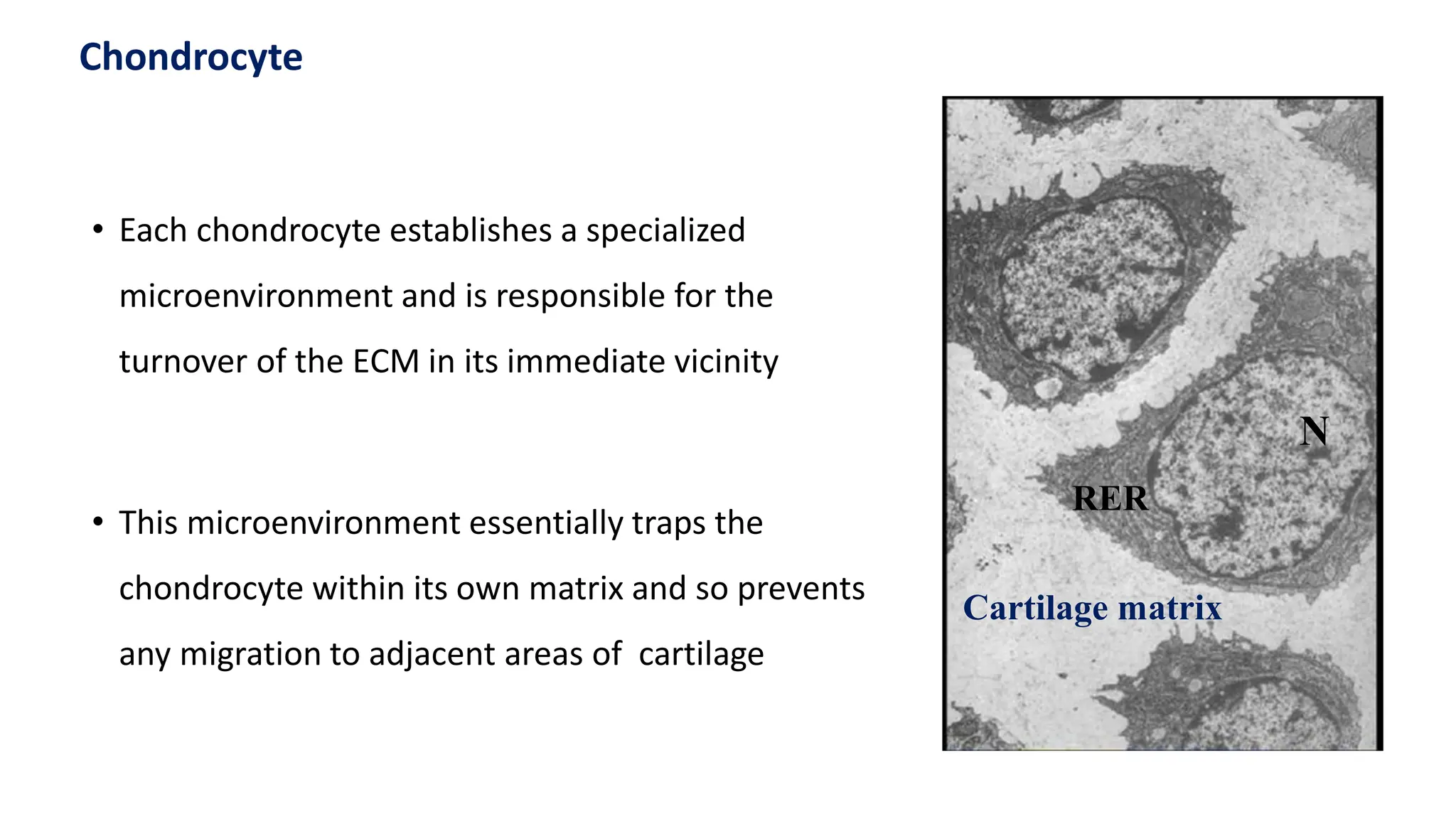 • Each chondrocyte establishes a specialized
microenvironment and is responsible for the
turnover of the ECM in its immediate vicinity
• This microenvironment essentially traps the
chondrocyte within its own matrix and so prevents
any migration to adjacent areas of cartilage
Cartilage matrix
RER
N
Chondrocyte
 