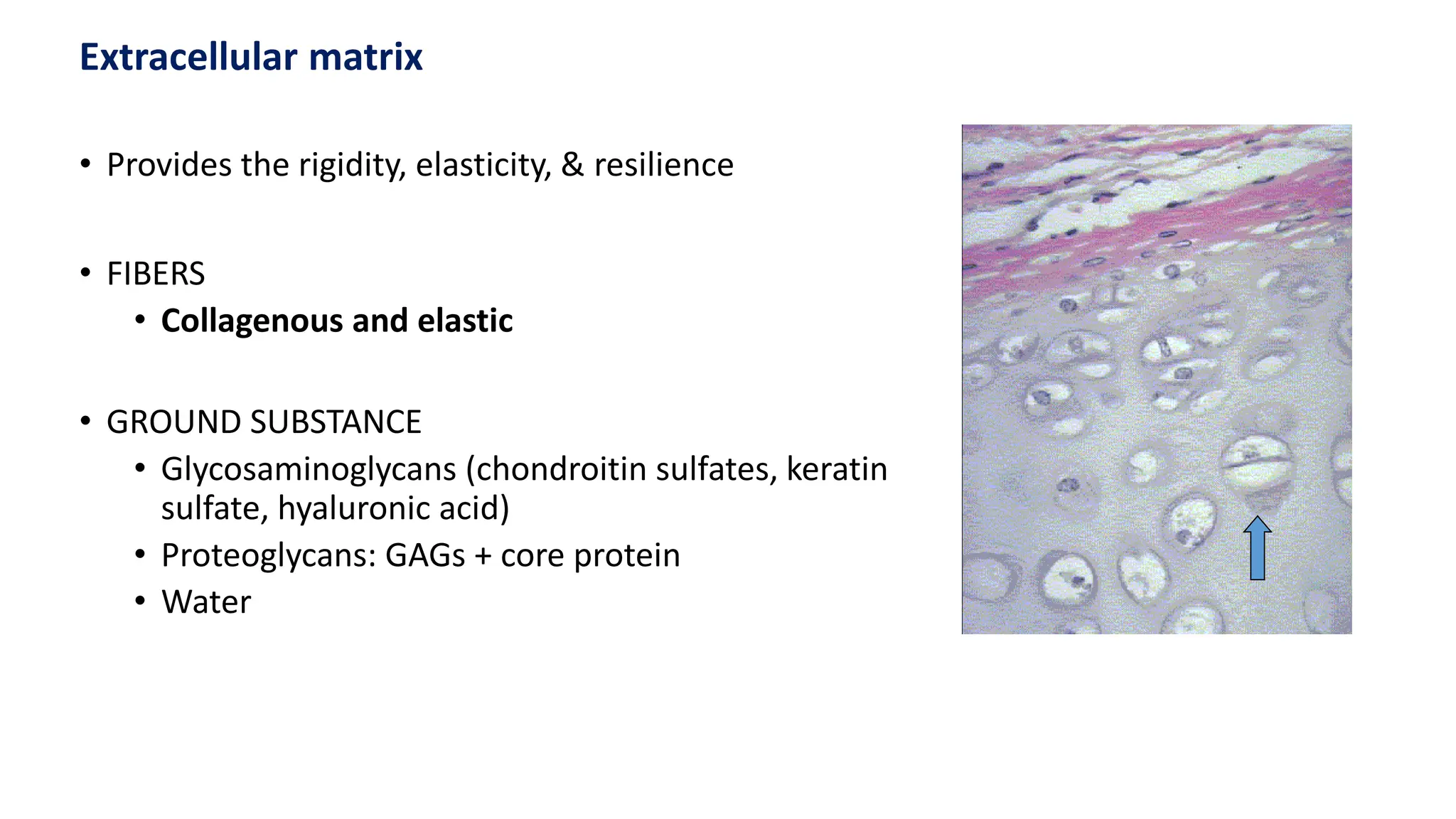 • Provides the rigidity, elasticity, & resilience
• FIBERS
• Collagenous and elastic
• GROUND SUBSTANCE
• Glycosaminoglycans (chondroitin sulfates, keratin
sulfate, hyaluronic acid)
• Proteoglycans: GAGs + core protein
• Water
Extracellular matrix
 