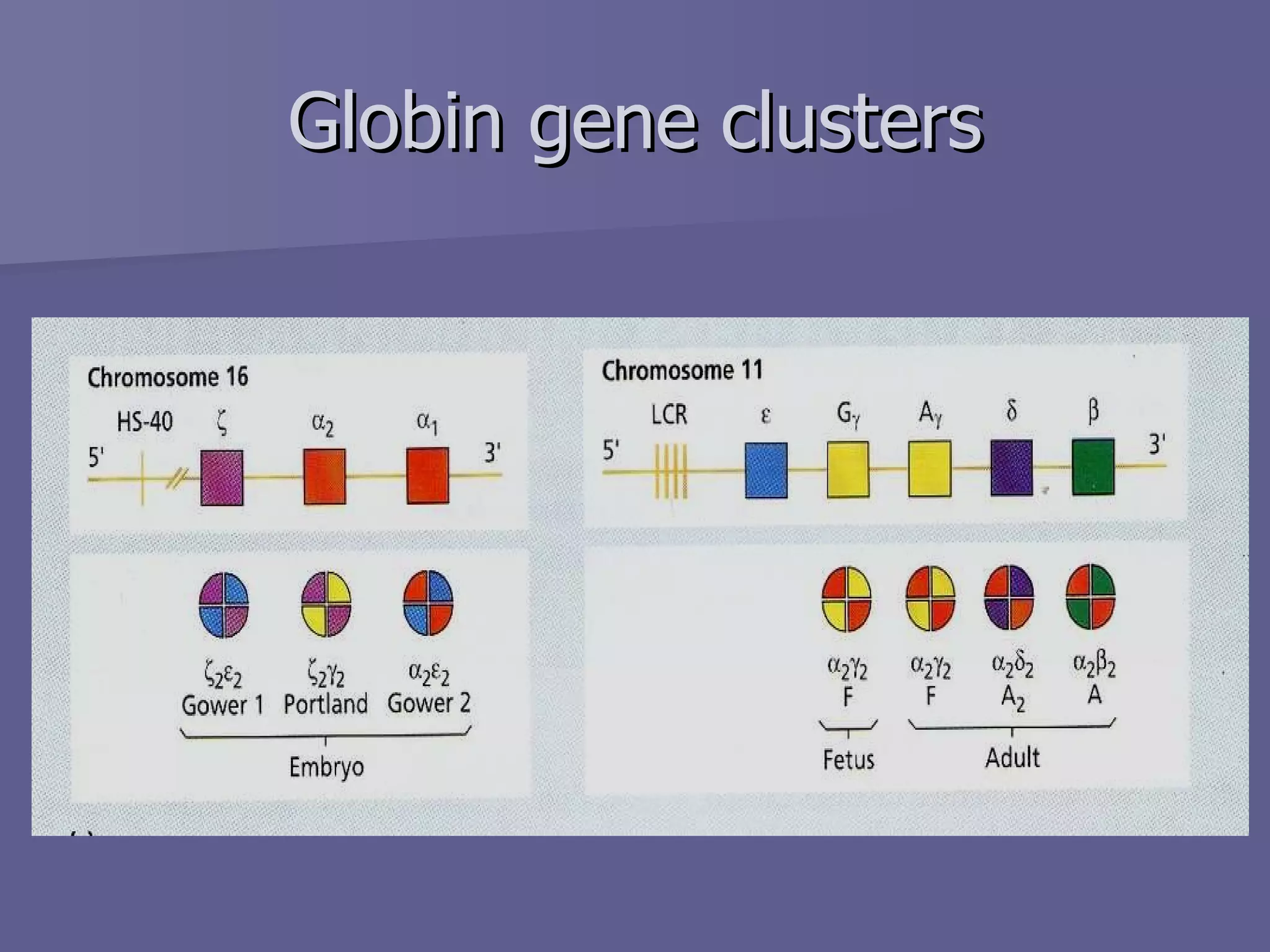 Globin gene clusters 