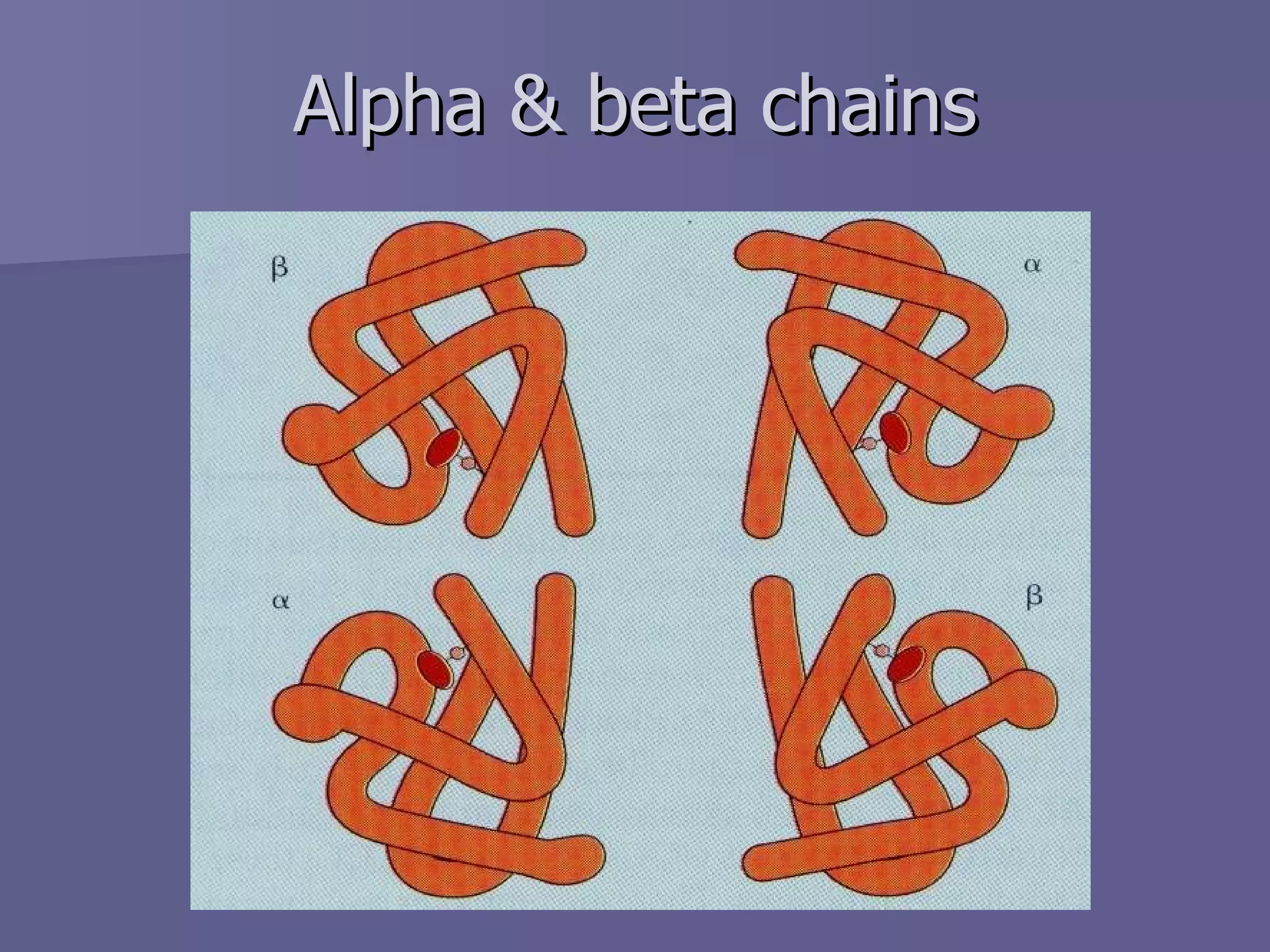 Alpha & beta chains 