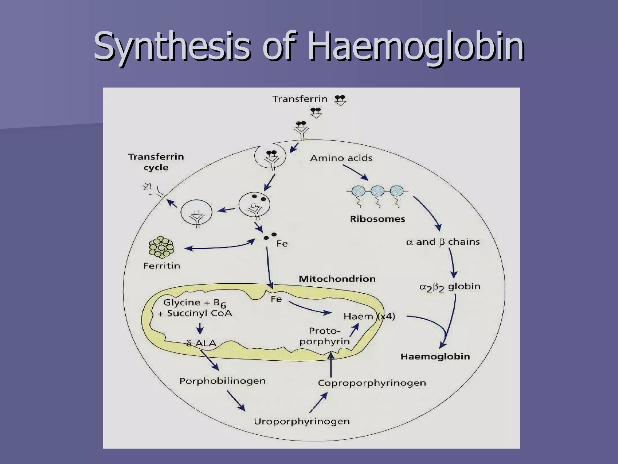 Synthesis of Haemoglobin 