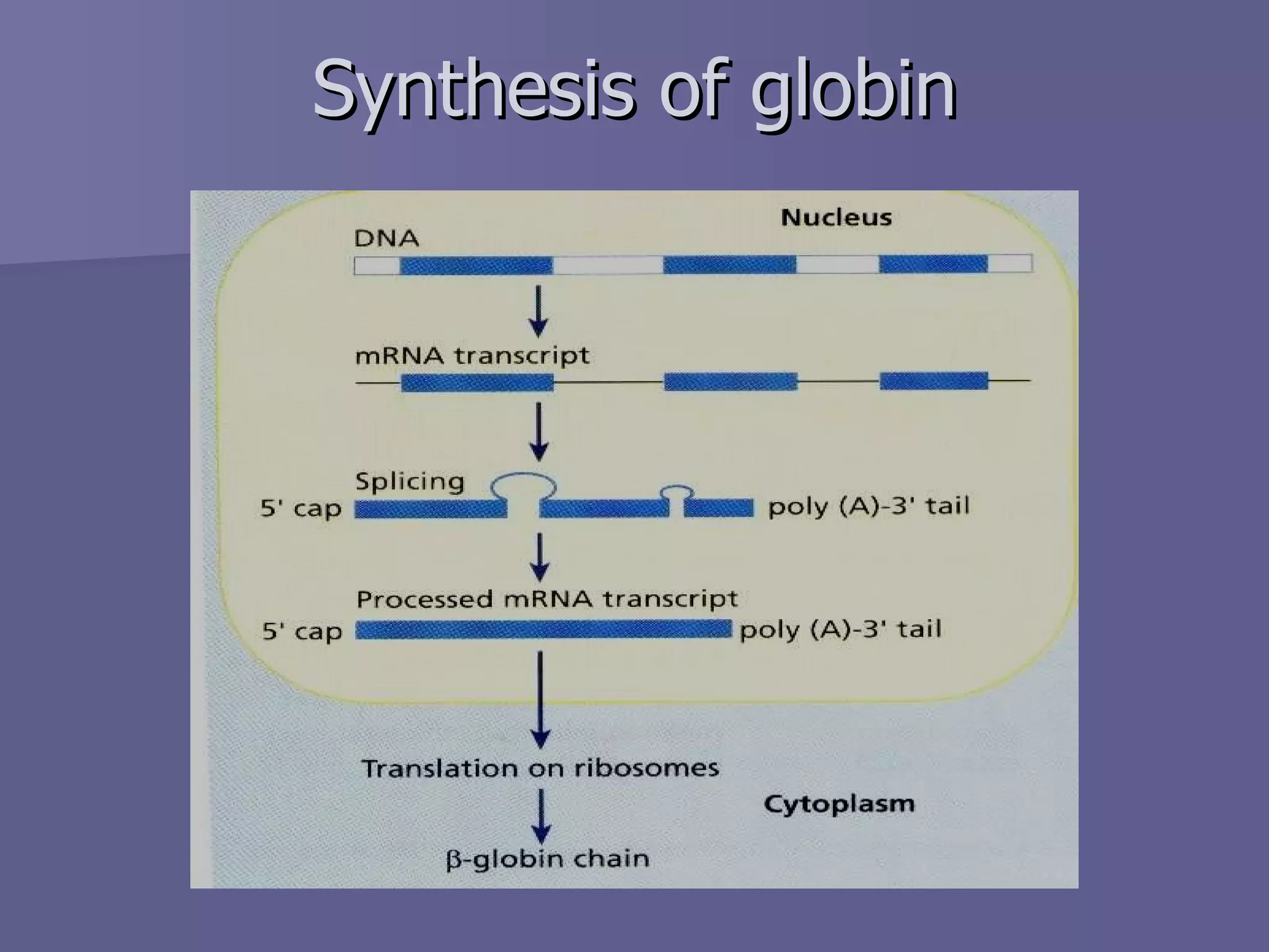 Synthesis of globin 