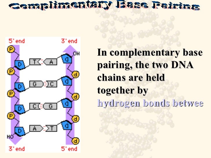 Structure and Function of Nucleic Acids