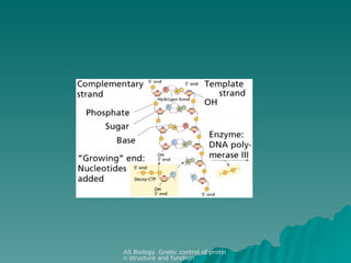 DNA Structure and Function: The Double Helix Model and Its Role in ...