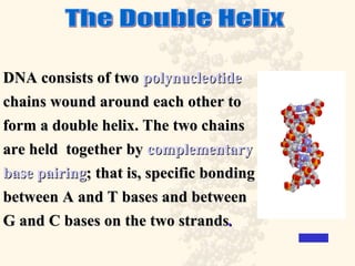 The Double Helix DNA consists of two  polynucleotide chains wound around each other to form a double helix. The two chains are held  together by  complementary  base pairing ; that is, specific bonding  between A and T bases and between G and C bases on the two strands .   