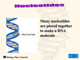 Nucleotides Many nucleotides are pieced together to make a DNA molecule Biology Place Tutorial 