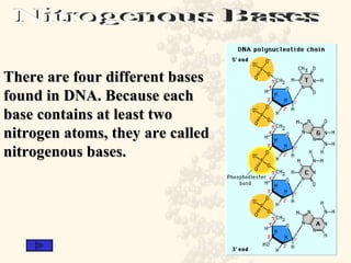 Nitrogenous Bases There are four different bases found in DNA. Because each base contains at least two nitrogen atoms, they are called nitrogenous bases.   