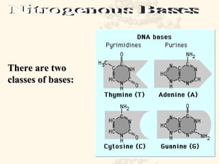 Nitrogenous Bases There are two classes of bases: 