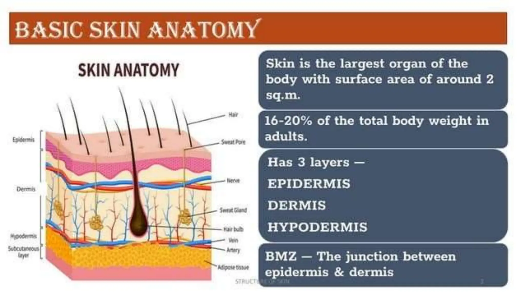 Basic structure and function's of human skin. | PPTX | Skin and ...