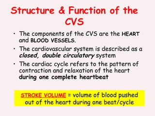 Structure & Function of the CVS ,[object Object],[object Object],[object Object],STROKE VOLUME  = volume of blood pushed out of the heart during one beat/cycle 