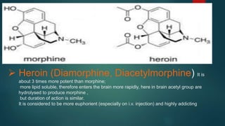  Heroin (Diamorphine, Diacetylmorphine) It is
about 3 times more potent than morphine;
more lipid soluble, therefore enters the brain more rapidly, here in brain acetyl group are
hydrolysed to produce morphine ,
but duration of action is similar.
It is considered to be more euphorient (especially on i.v. injection) and highly addicting
 