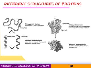 Pacific Networks Pacific NetworksSTRUCTURE ANALYSIS OF PROTEIN 28
DIFFERENT STRUCTURES OF PROTEINS
 