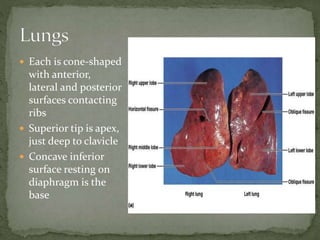 Upper Tip Structure and anatomy of respiratory system | PPTX