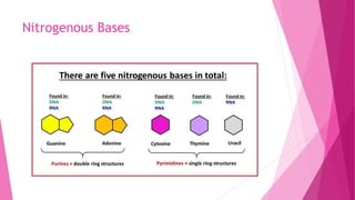 Nitrogenous Bases