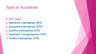 Types of Nucleotide
Four Types:
Adenosine triphosphate (ATP)
Guanosine triphosphate (GTP)
Cytidine triphosphate (CTP)
Thymidine monophosphate (TTP)
Uridine triphosphate (UTP)