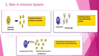 3. Role in Immune System