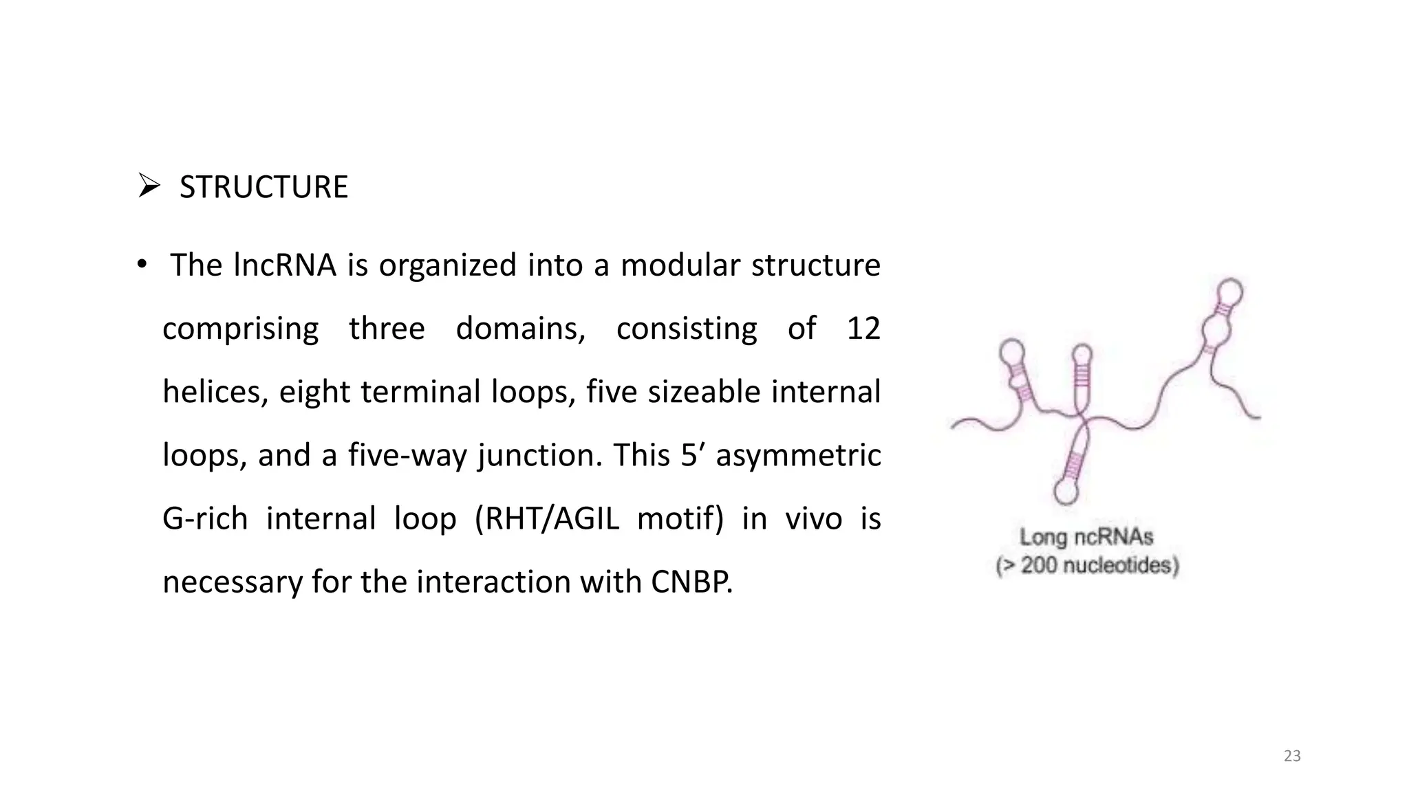 STRUCTURE AND BIOLOGICAL ROLES OF RNAs .pptx