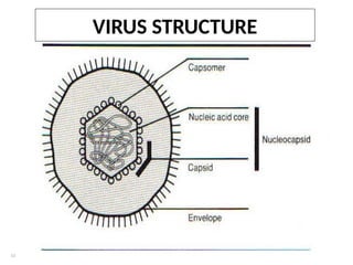Structure and Classification of Viruses 17.09.2015-1.pptx