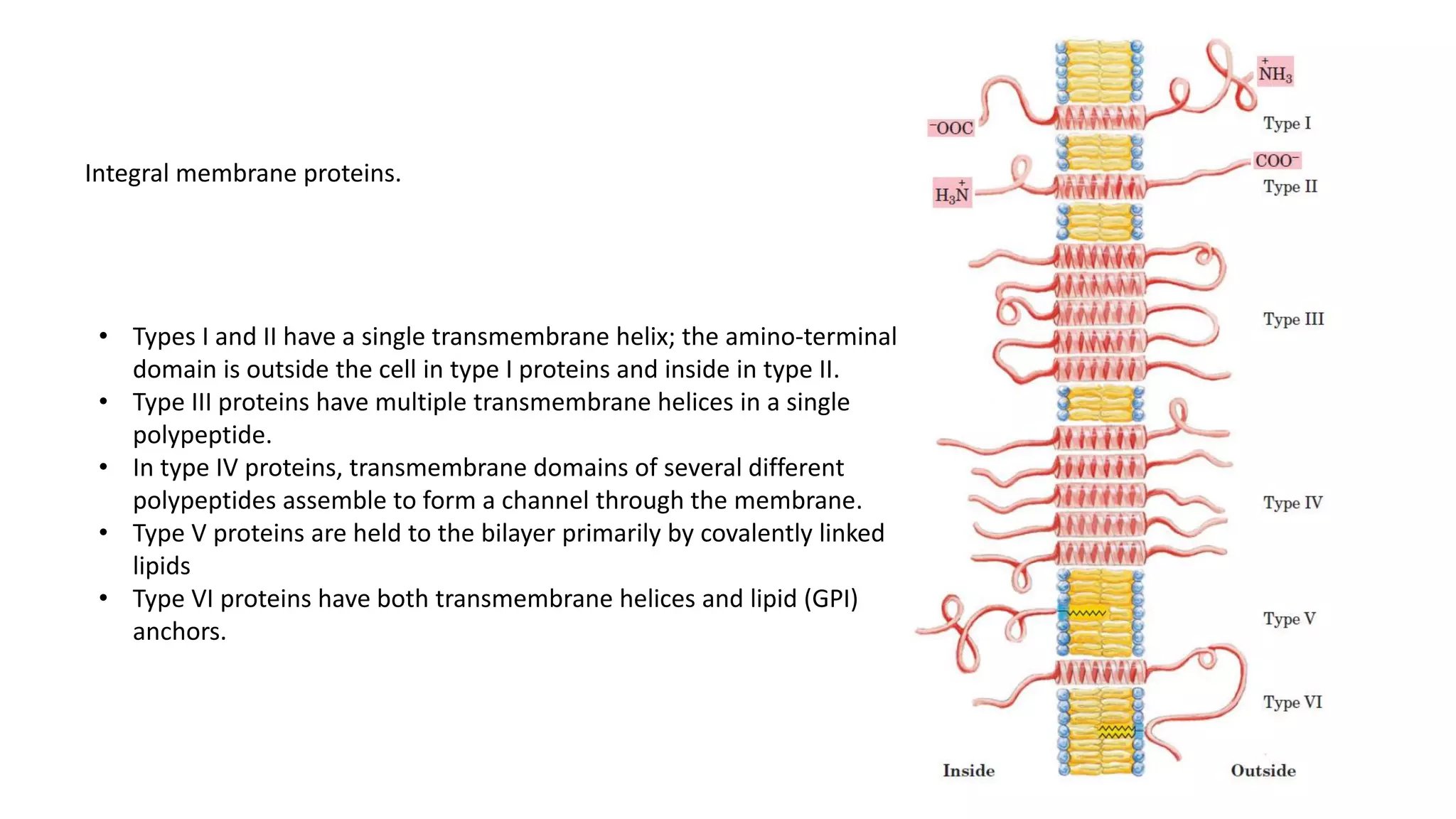 Integral membrane proteins.
• Types I and II have a single transmembrane helix; the amino-terminal
domain is outside the cell in type I proteins and inside in type II.
• Type III proteins have multiple transmembrane helices in a single
polypeptide.
• In type IV proteins, transmembrane domains of several different
polypeptides assemble to form a channel through the membrane.
• Type V proteins are held to the bilayer primarily by covalently linked
lipids
• Type VI proteins have both transmembrane helices and lipid (GPI)
anchors.
 
