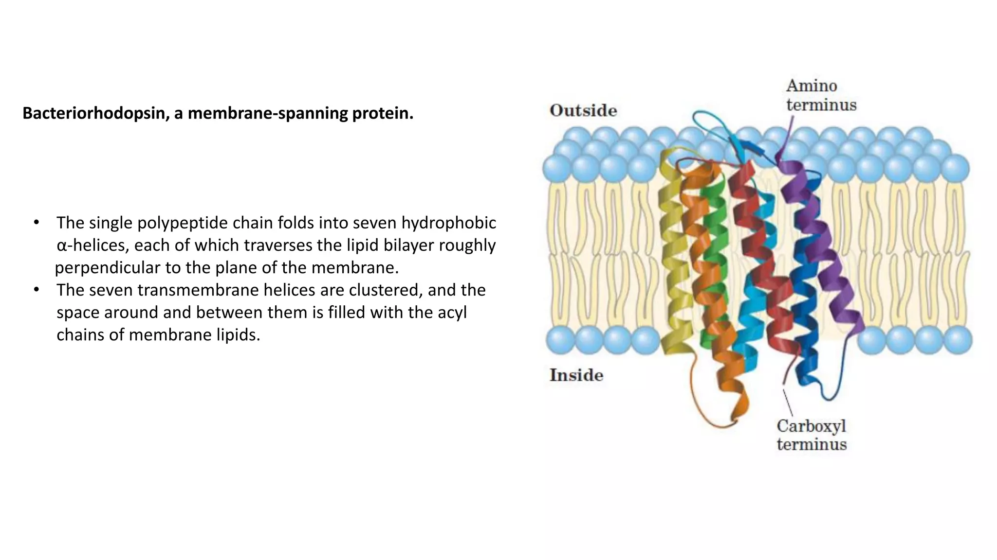 Bacteriorhodopsin, a membrane-spanning protein.
• The single polypeptide chain folds into seven hydrophobic
α-helices, each of which traverses the lipid bilayer roughly
perpendicular to the plane of the membrane.
• The seven transmembrane helices are clustered, and the
space around and between them is filled with the acyl
chains of membrane lipids.
 