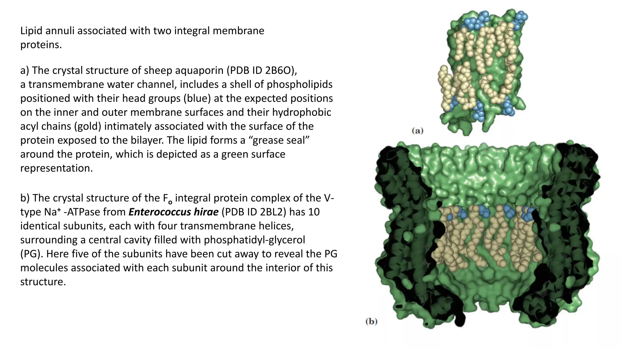 Lipid annuli associated with two integral membrane
proteins.
a) The crystal structure of sheep aquaporin (PDB ID 2B6O),
a transmembrane water channel, includes a shell of phospholipids
positioned with their head groups (blue) at the expected positions
on the inner and outer membrane surfaces and their hydrophobic
acyl chains (gold) intimately associated with the surface of the
protein exposed to the bilayer. The lipid forms a “grease seal”
around the protein, which is depicted as a green surface
representation.
b) The crystal structure of the Fo integral protein complex of the V-
type Na+ -ATPase from Enterococcus hirae (PDB ID 2BL2) has 10
identical subunits, each with four transmembrane helices,
surrounding a central cavity filled with phosphatidyl-glycerol
(PG). Here five of the subunits have been cut away to reveal the PG
molecules associated with each subunit around the interior of this
structure.
 