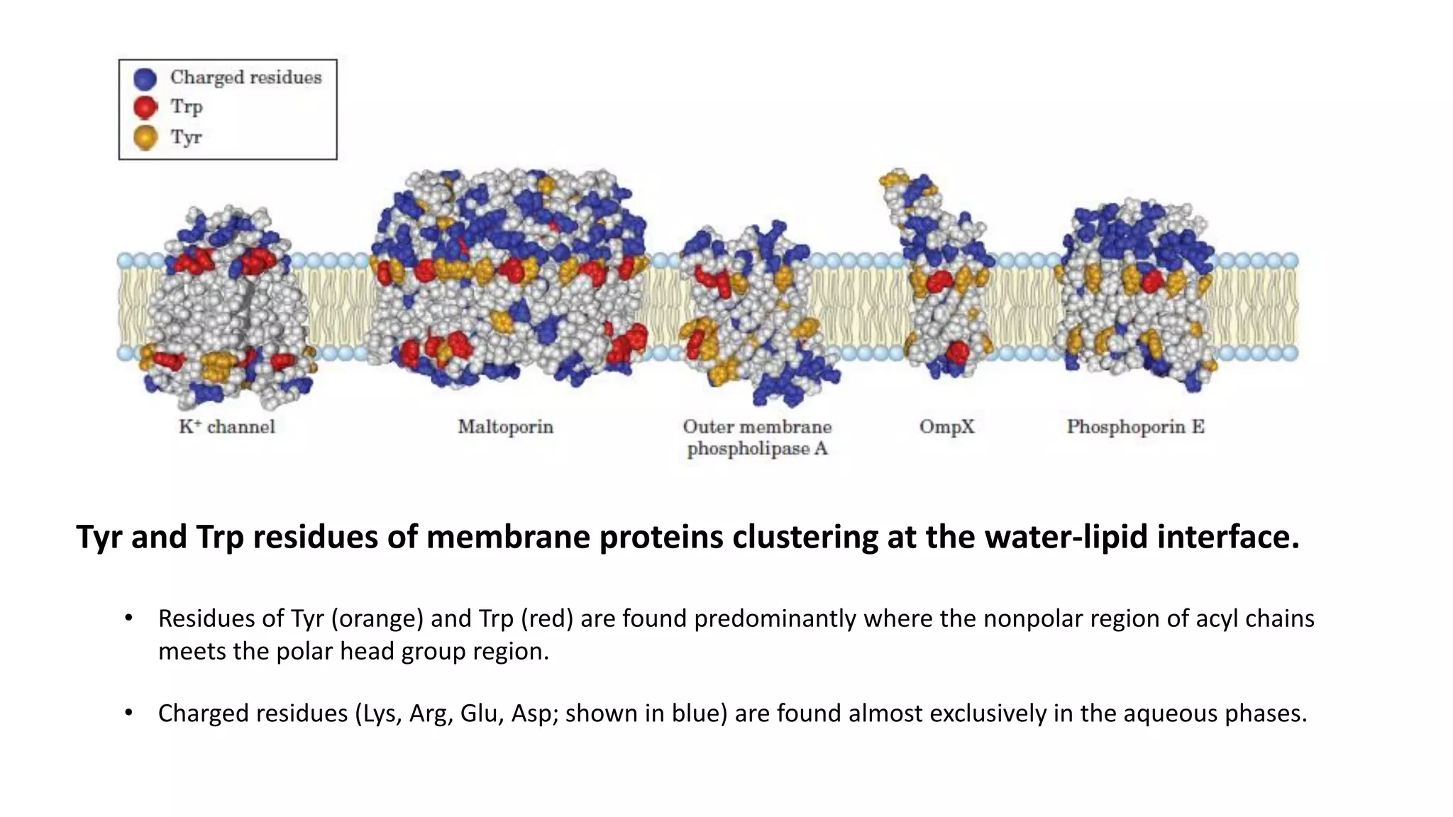 Tyr and Trp residues of membrane proteins clustering at the water-lipid interface.
• Residues of Tyr (orange) and Trp (red) are found predominantly where the nonpolar region of acyl chains
meets the polar head group region.
• Charged residues (Lys, Arg, Glu, Asp; shown in blue) are found almost exclusively in the aqueous phases.
 
