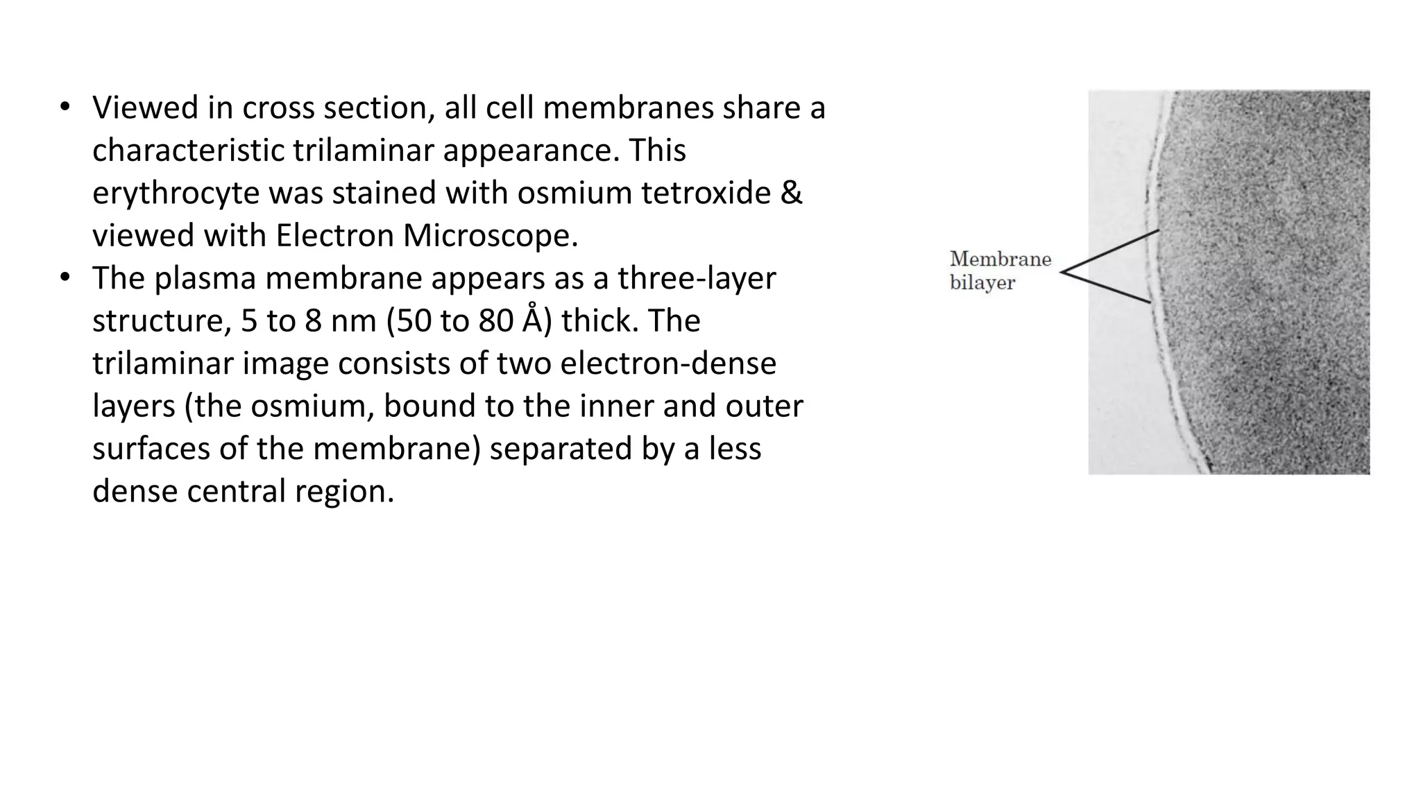 • Viewed in cross section, all cell membranes share a
characteristic trilaminar appearance. This
erythrocyte was stained with osmium tetroxide &
viewed with Electron Microscope.
• The plasma membrane appears as a three-layer
structure, 5 to 8 nm (50 to 80 Å) thick. The
trilaminar image consists of two electron-dense
layers (the osmium, bound to the inner and outer
surfaces of the membrane) separated by a less
dense central region.
 