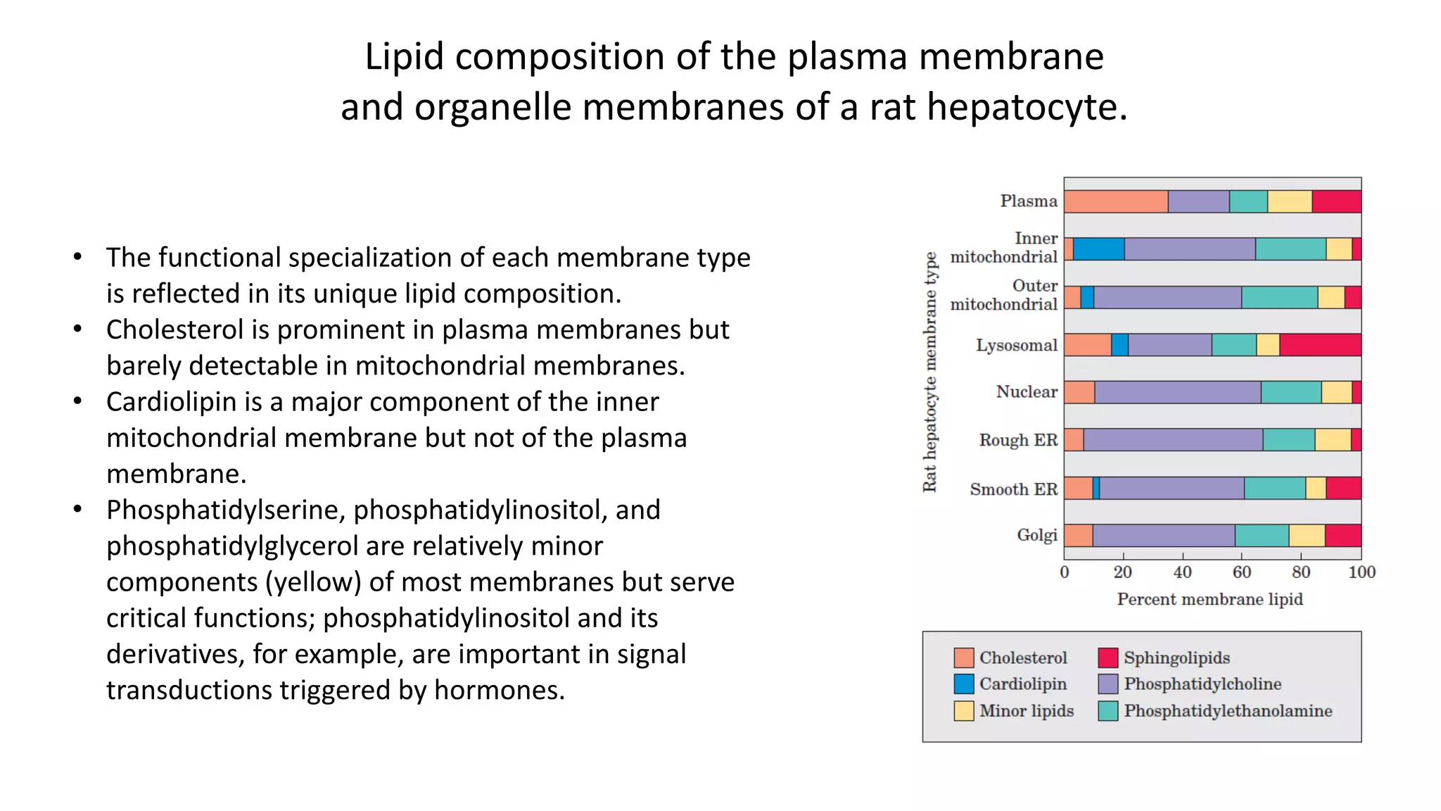 • The functional specialization of each membrane type
is reflected in its unique lipid composition.
• Cholesterol is prominent in plasma membranes but
barely detectable in mitochondrial membranes.
• Cardiolipin is a major component of the inner
mitochondrial membrane but not of the plasma
membrane.
• Phosphatidylserine, phosphatidylinositol, and
phosphatidylglycerol are relatively minor
components (yellow) of most membranes but serve
critical functions; phosphatidylinositol and its
derivatives, for example, are important in signal
transductions triggered by hormones.
Lipid composition of the plasma membrane
and organelle membranes of a rat hepatocyte.
 