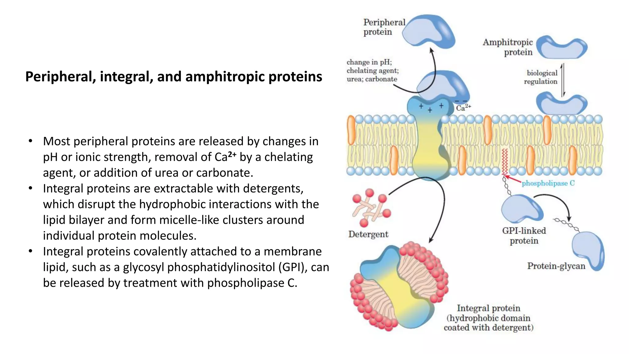 Peripheral, integral, and amphitropic proteins
• Most peripheral proteins are released by changes in
pH or ionic strength, removal of Ca2+ by a chelating
agent, or addition of urea or carbonate.
• Integral proteins are extractable with detergents,
which disrupt the hydrophobic interactions with the
lipid bilayer and form micelle-like clusters around
individual protein molecules.
• Integral proteins covalently attached to a membrane
lipid, such as a glycosyl phosphatidylinositol (GPI), can
be released by treatment with phospholipase C.
 