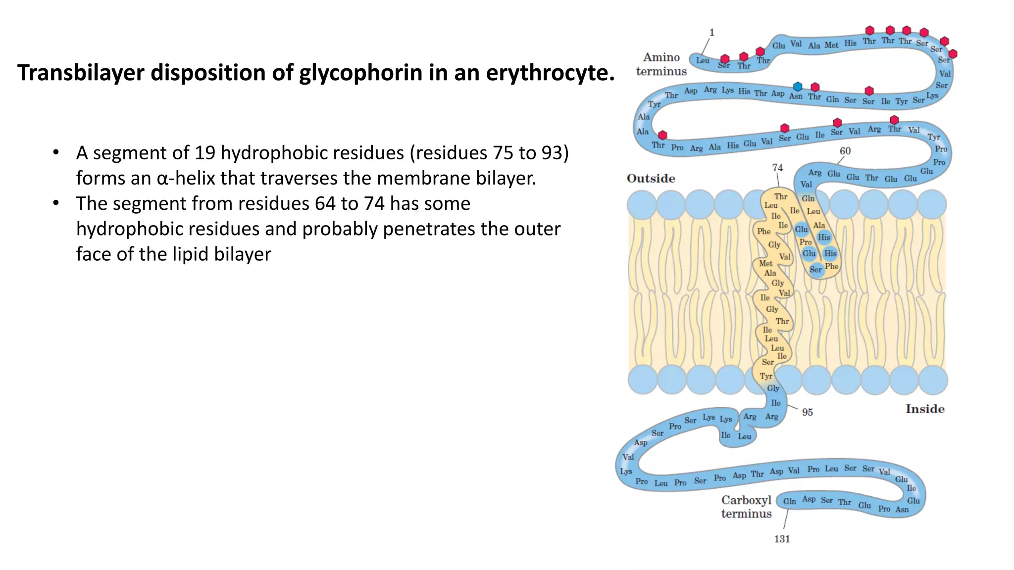 Transbilayer disposition of glycophorin in an erythrocyte.
• A segment of 19 hydrophobic residues (residues 75 to 93)
forms an α-helix that traverses the membrane bilayer.
• The segment from residues 64 to 74 has some
hydrophobic residues and probably penetrates the outer
face of the lipid bilayer
 
