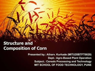 Structure and
Composition of Corn
Presented by.: Atharv. Kurhade (MITU20BTFT0020)
Dept.: Agro-Based Plant Operation
Subject.: Cereals Processing and Technology
MIT SCHOOL OF FOOD TECHNOLOGY, PUNE
 