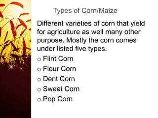 Structure and composition of corn maize | PPTX