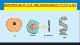 Structure and Composition of DNA and.pptx
