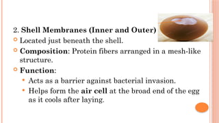 PHYSICAL STRUCTURE AND COMPOSITION OF EGG.pptx
